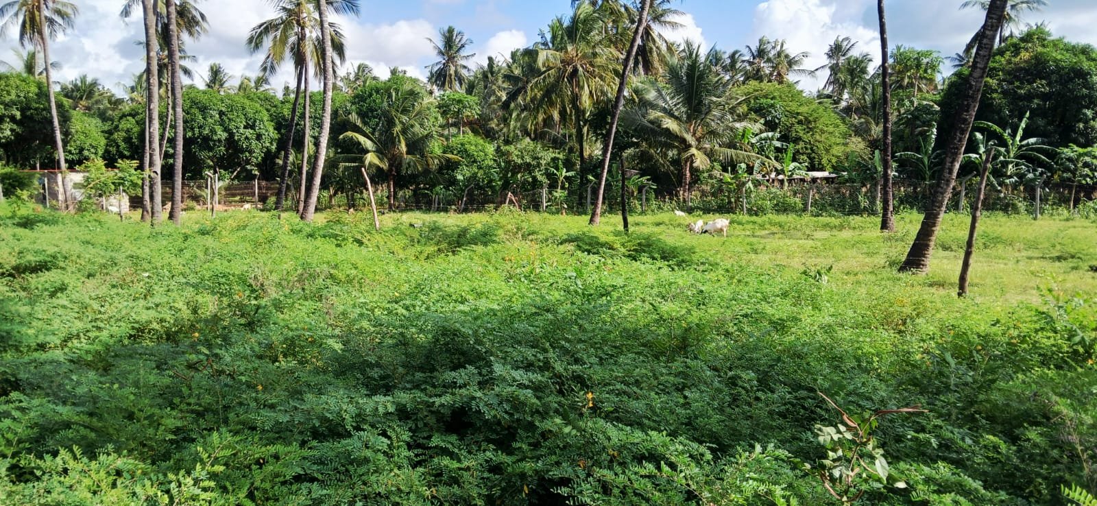 Prime 0.42-Acre Investment Land for Sale in Kijiwetanga, Malindi - property image 4