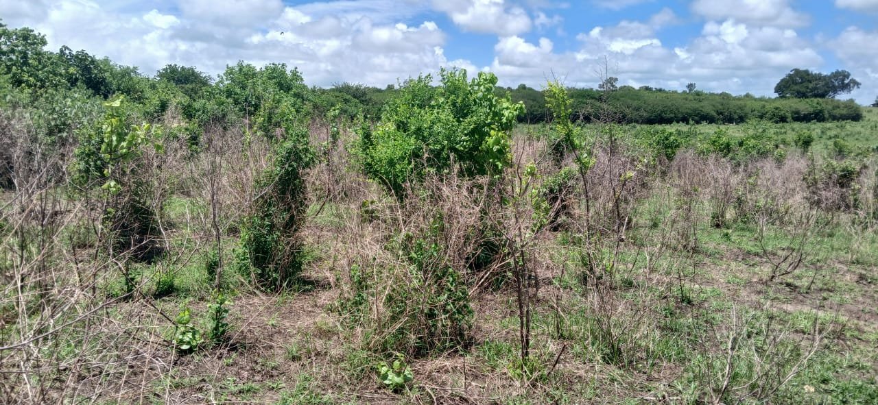 10 Acres of Land for Sale in Shaurimoyo, Magarini - property image 4