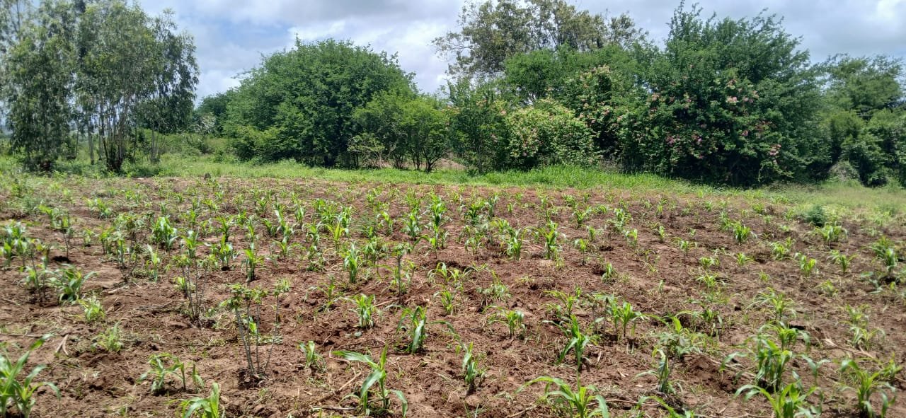 5 Acres of Investment Land for Sale in Magarini- Shurimoyo - property image 3