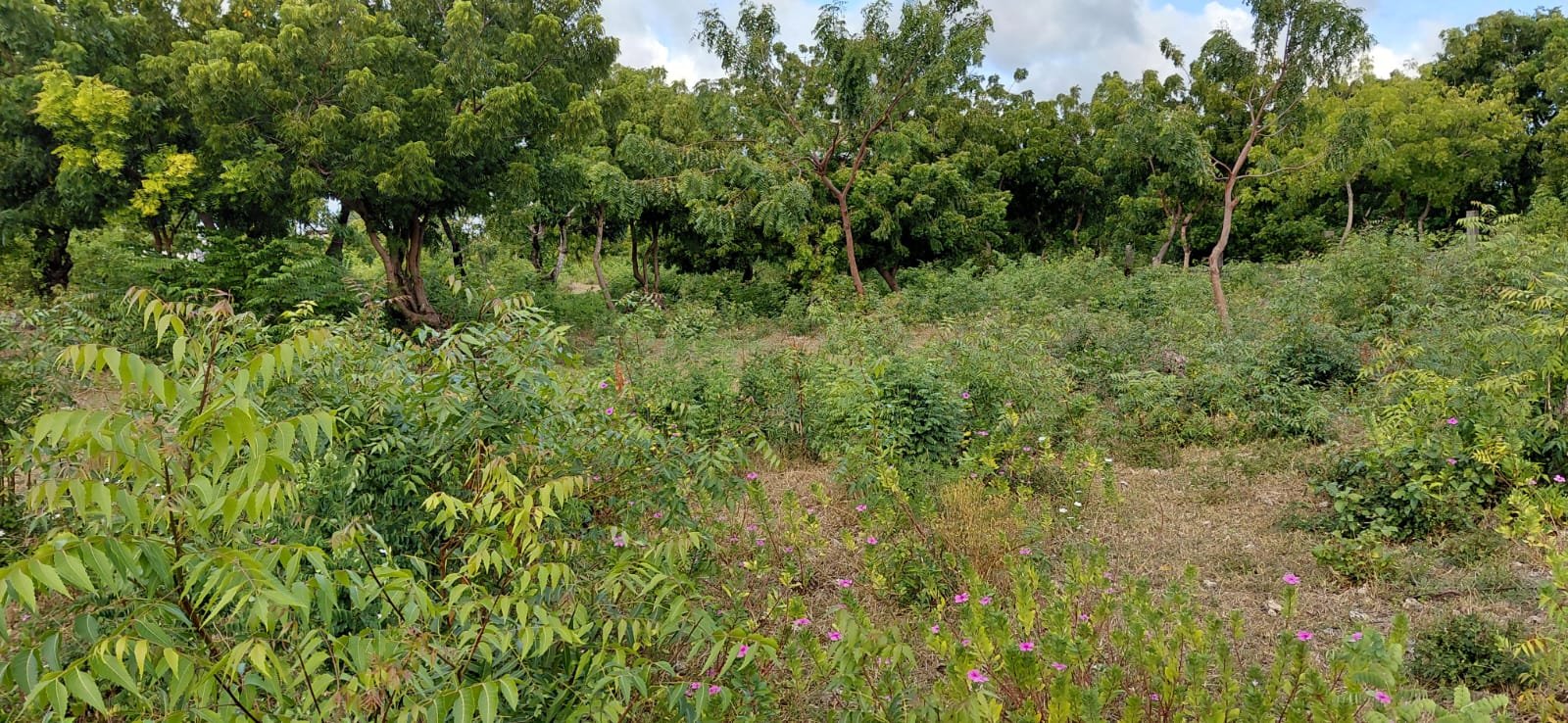 Prime 2.5-Acre Land Near Turtle Bay, Watamu - property image 4