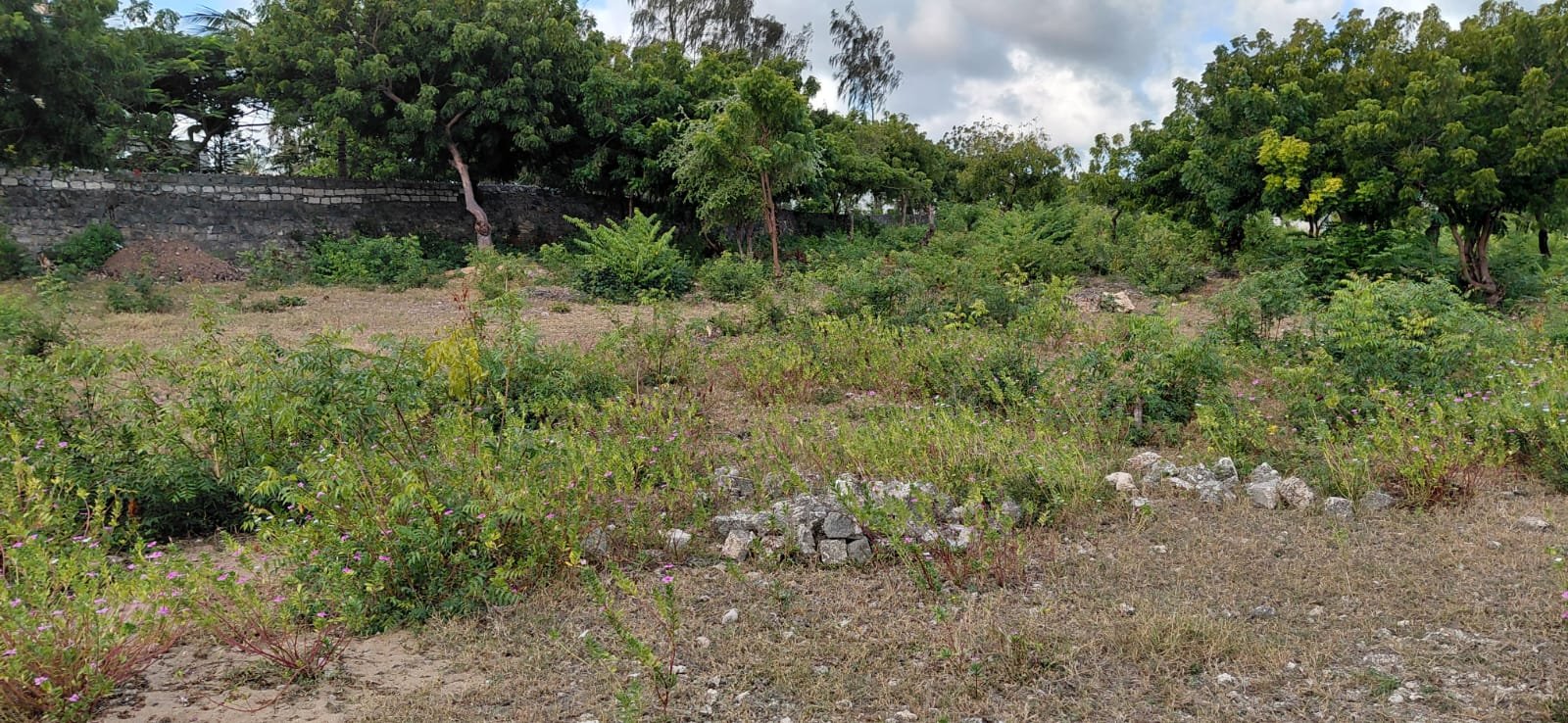Prime 2.5-Acre Land Near Turtle Bay, Watamu - property image 2