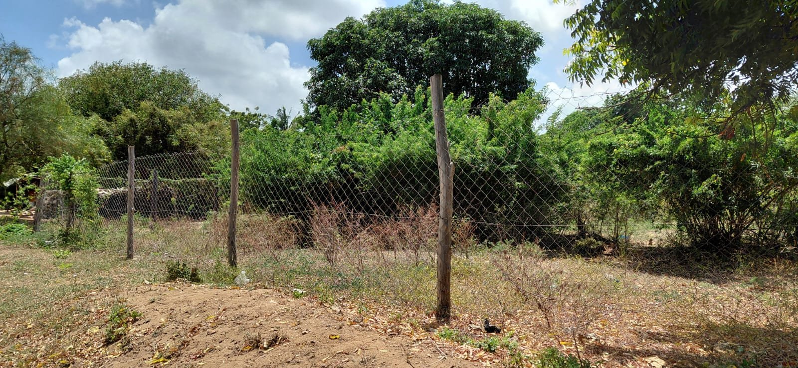 Prime 1-Acre Roadside Land for Sale on Gede–Watamu Road in Along Gede-Watamu road, Watamu, Kilifi - property image 4